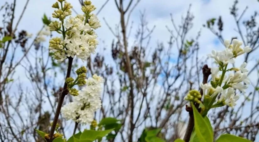 Плашеща аномалия във Варна, ще се сбъдне ли поверието СНИМКА 