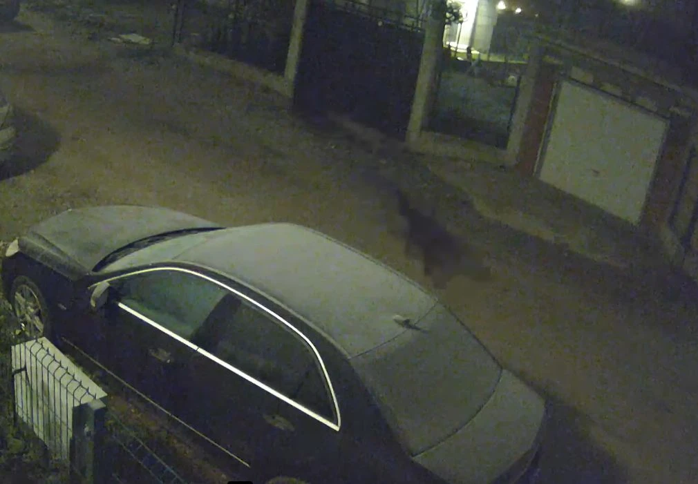Свирепи зверове сеят смърт по улиците на Перник ВИДЕО 