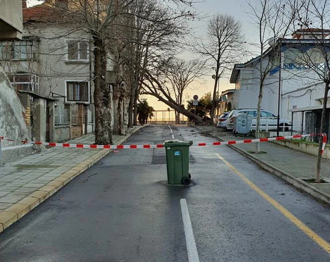 Пикът на стихията: Ураган помете наш град, изкорени вековно дърво СНИМКИ