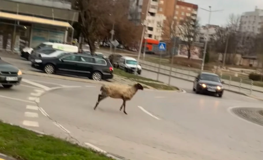 Това ВИДЕО с овца в Шумен взриви мрежата