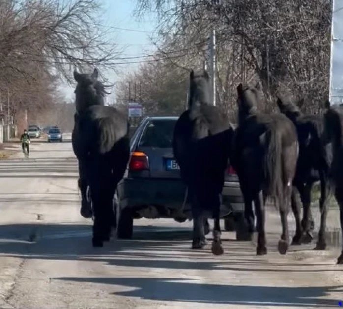 В Дивия Северозапад: Такова нещо не се вижда всеки ден ВИДЕО 