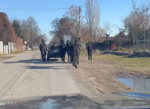 В Дивия Северозапад: Такова нещо не се вижда всеки ден ВИДЕО 