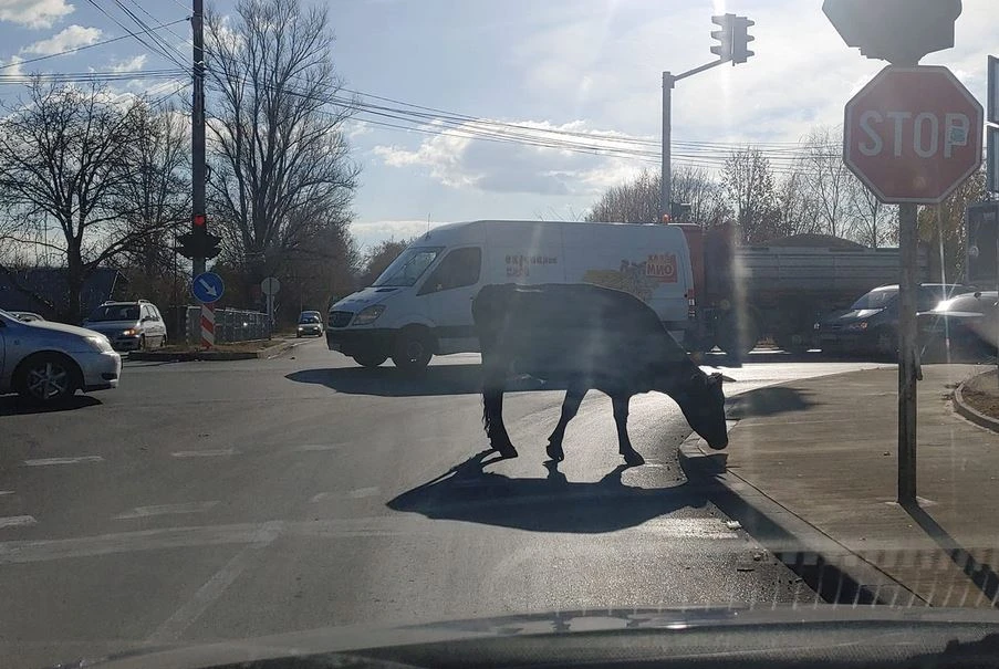 В Дивия Северозапад: Такова нещо не се вижда всеки ден ВИДЕО 