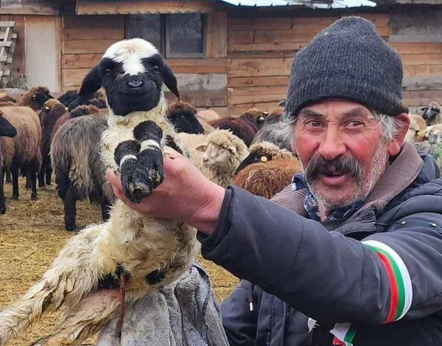 Какво го чака бай Рибан: Резултатите за чумата по овцете от Монпелие са ясни