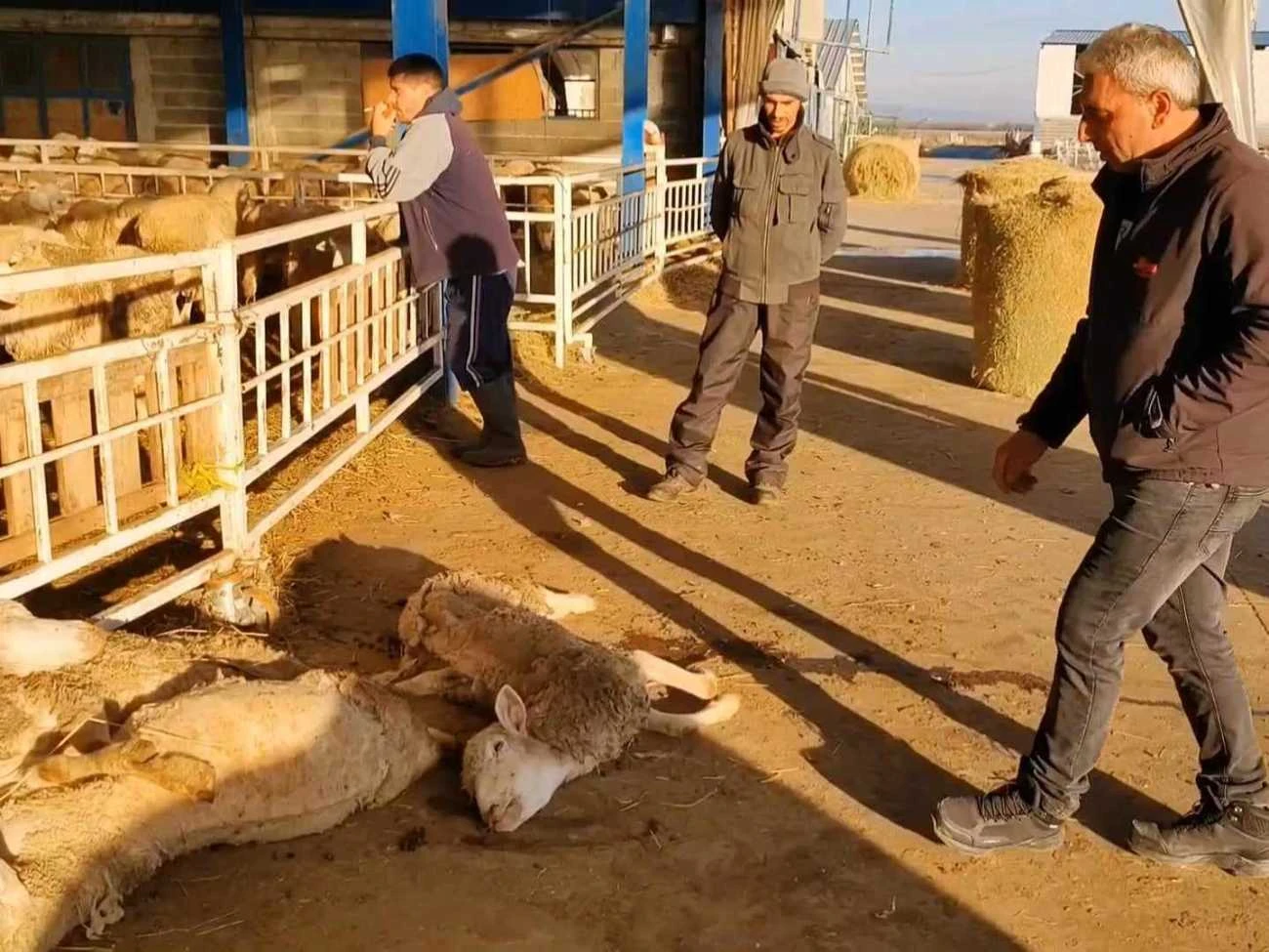 Смразяващи КАДРИ от Фермата на смъртта в Карнобатско, овцете мрат като мухи