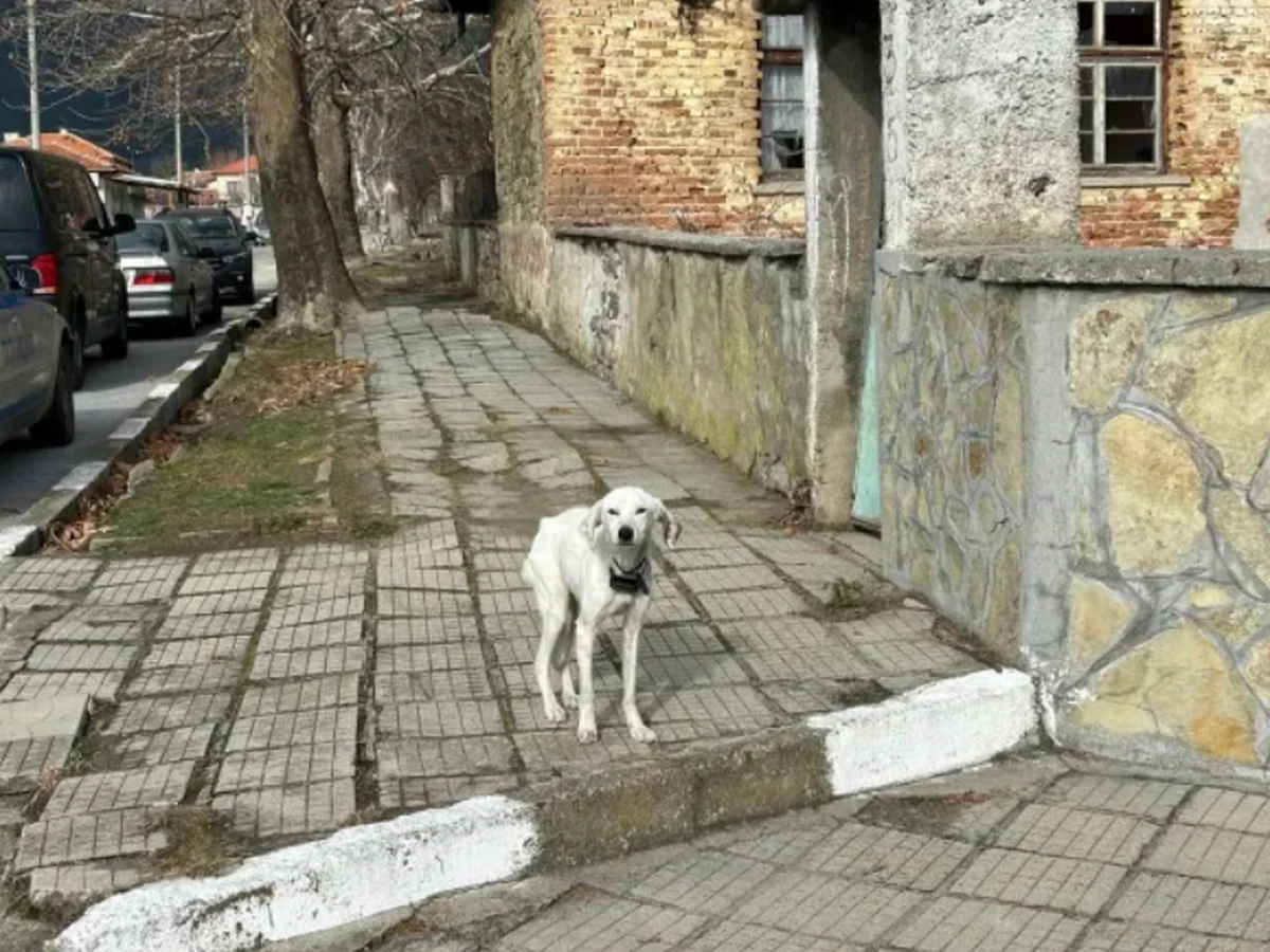 Неочаквано! Майката на изчезналия 13 г. Ники се отказа от...