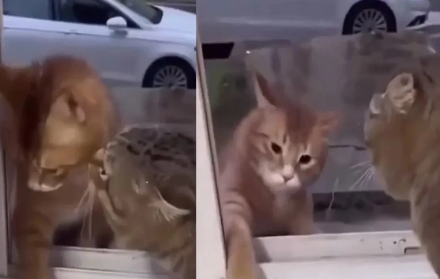 Котка отказа да пусне котарак у дома, след като го забеляза с друга ВИДЕО