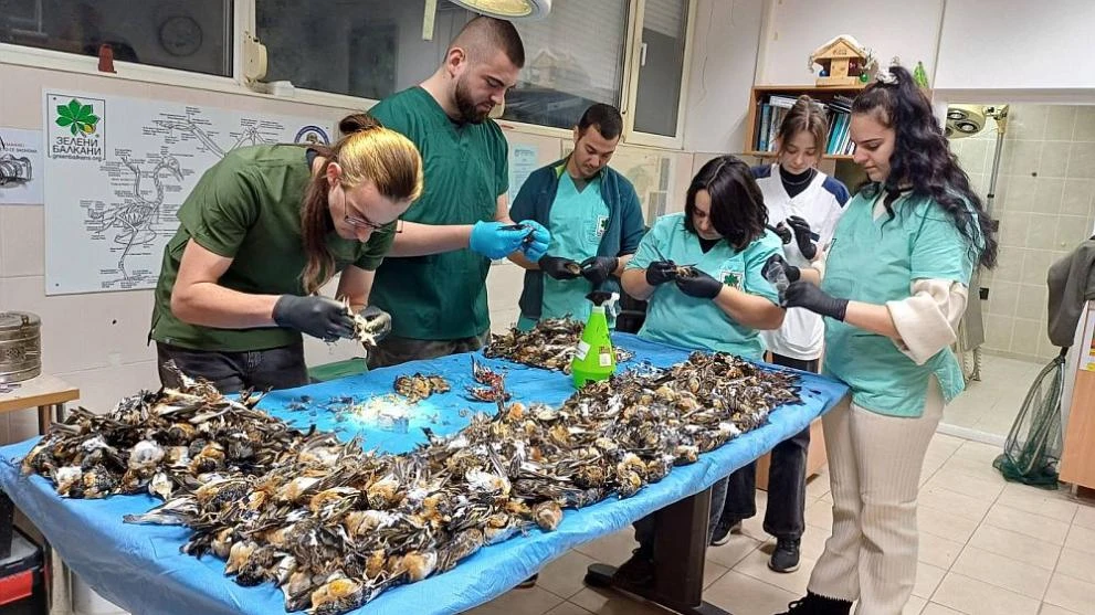 Зловеща гледка край Копривщица: Близо 600 птици паднаха от небето и умряха, заради... СНИМКИ 18+