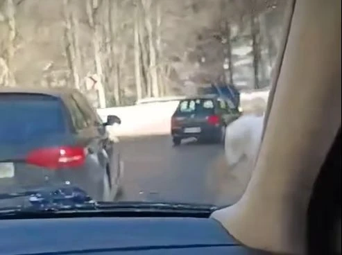 Шофьор шокира всички на "Петрохан", ето как премина покрай ченгетата ВИДЕО