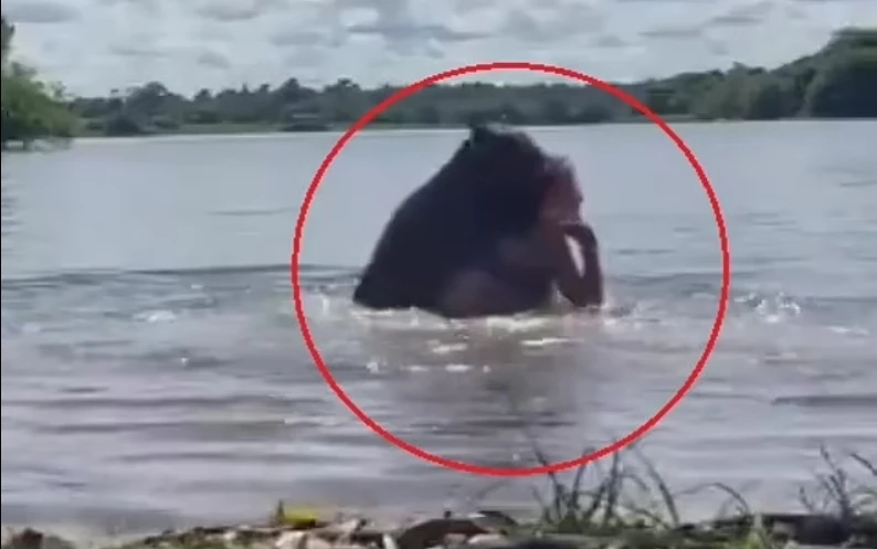 Шокиращо ВИДЕО 18+ показва как капибара напада момиче в езеро