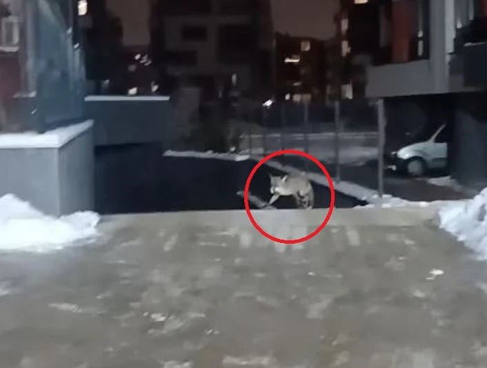 Диво същество се разходи из "Студентски град" и стресна шофьорите ВИДЕО