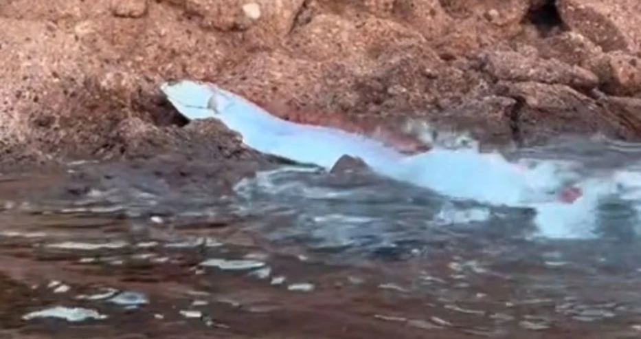 Рибата за Края на света се появи на туристически плаж ВИДЕО