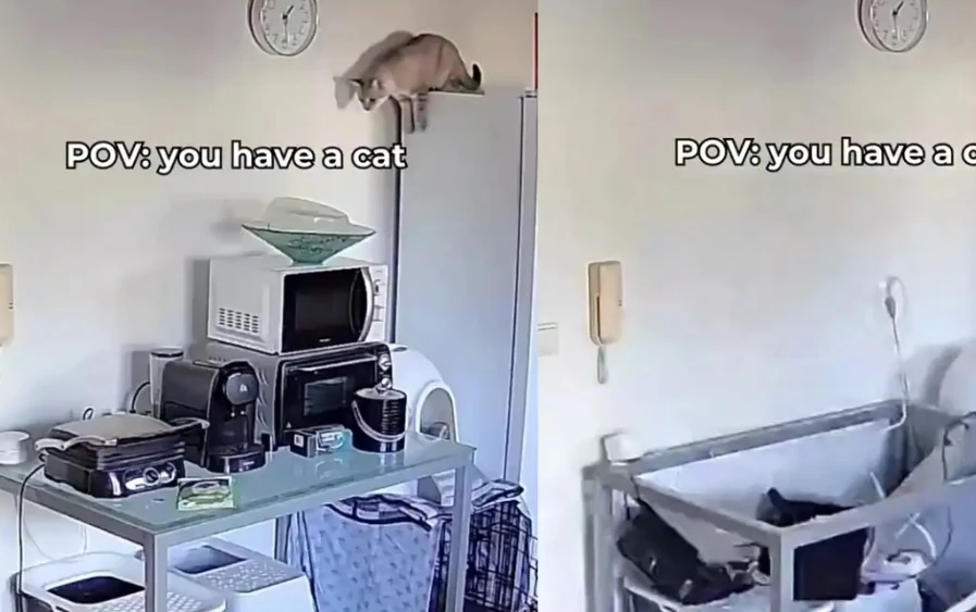 Котарак скочи на маса и предизвика апокалипсис в пределите на дома ВИДЕО