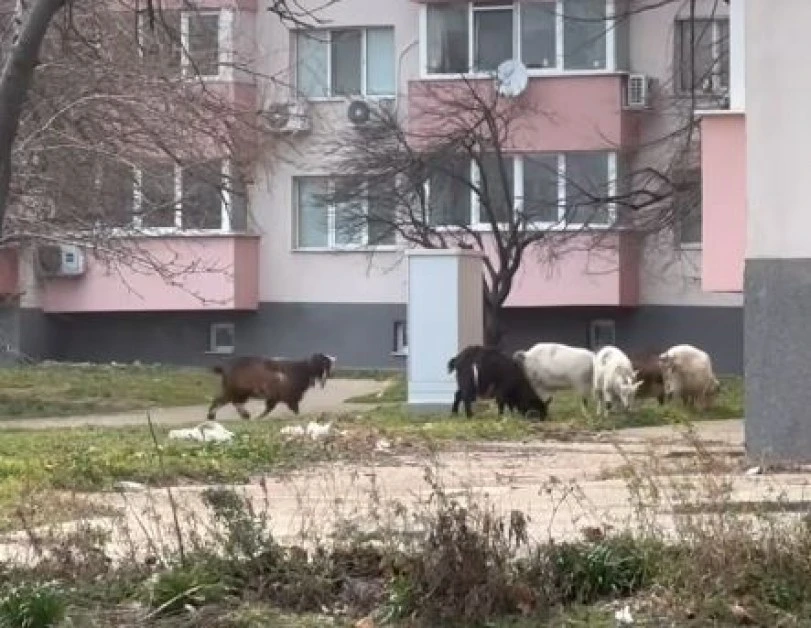 Малката Виена ми е ранчо в Тексас: Кози налазиха града ни с най-красива архитектура ВИДЕО