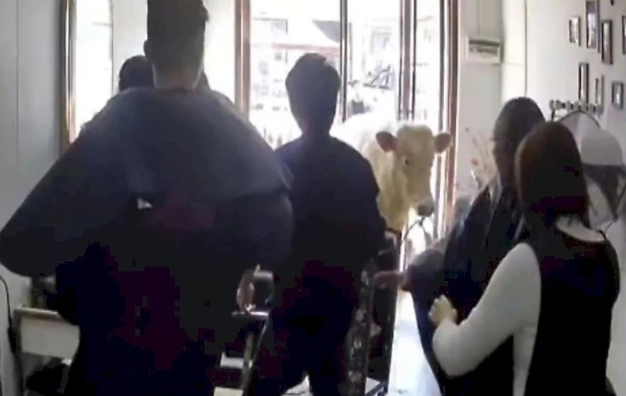 Крава нахлу във фризьорски салон и настана лудница ВИДЕО