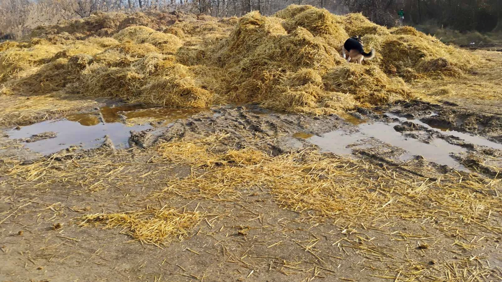 Бургазлии в потрес: Тонове ла*на заринаха този красив парк СНИМКИ