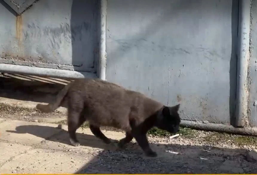 Мистерия с котката, спасила дете в Нова Загора ВИДЕО