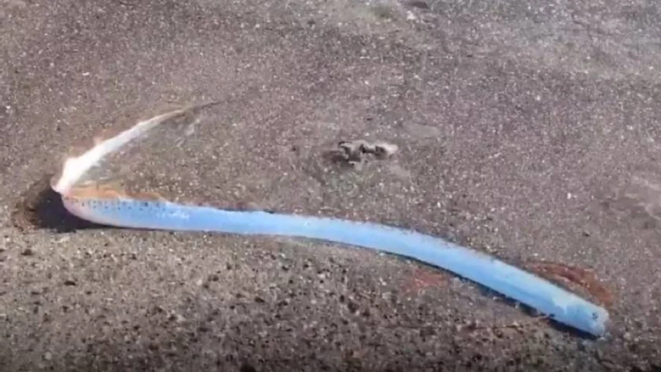Предшественик на Апокалипсиса ужаси туристи в Мексико ВИДЕО 
