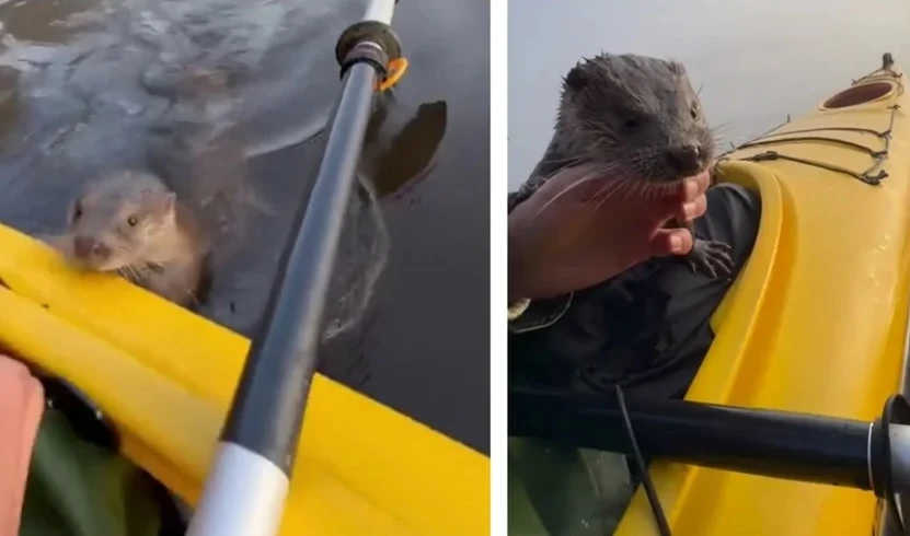 Вижте как видра благодари на своя спасител ВИДЕО