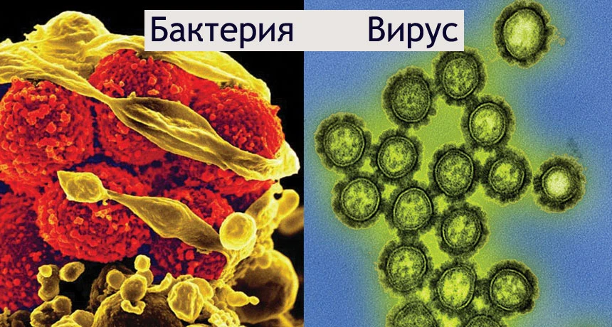 Как да различим бактериалната от вирусната инфекция