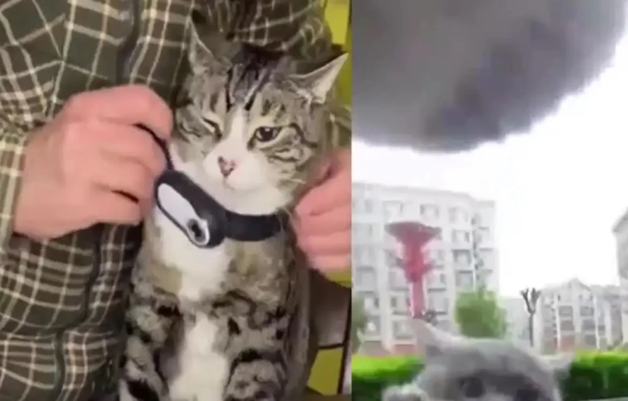 Собственик монтира камера на котарака си и установи, че той е голям бандит ВИДЕО