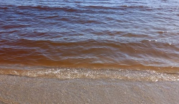 Лъсна цялата истина за кафявата гнусотия в морето, която потресе варненци 