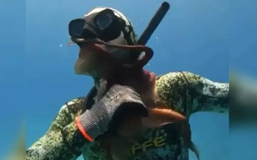 Драма в морето: Октопод нападна водолаз, ето какво се случи ВИДЕО