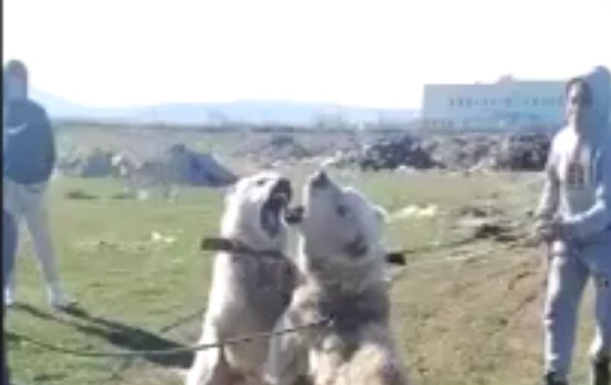 Ново извращение потресе България! Деца организират кървави битки с... СНИМКИ 18+ 