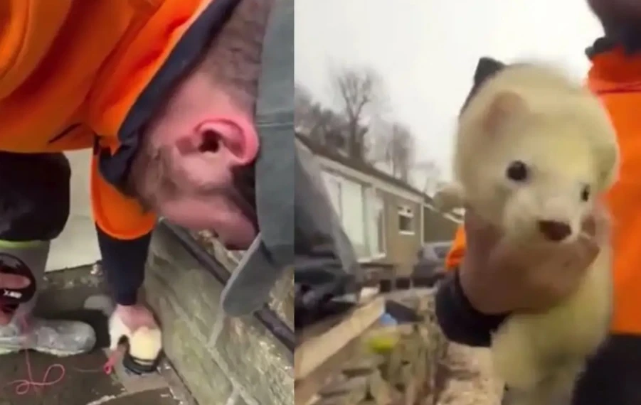 Удивително: Електротехници научиха пор да им помага с жиците ВИДЕО