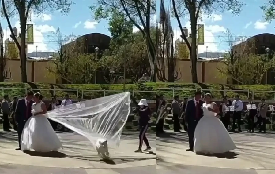 Куче разнообрази скучна сватба, нахлувайки по неочакван начин ВИДЕО