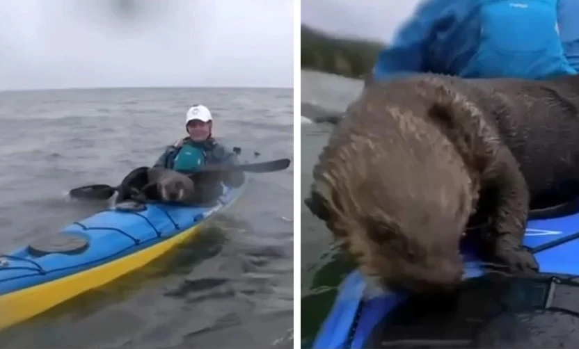 Вижте как видри се сприятеляват с каякари във водата ВИДЕО