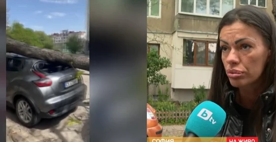 Дърво падна и премаза автомобила на жена в столичен квартал ВИДЕО