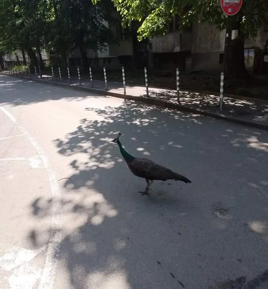 Не е за вярване какво се разхожда в тузарски столичен квартал СНИМКА