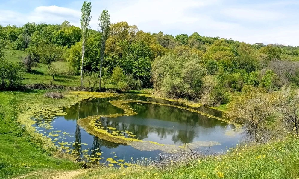 Уникална гледка във водите на езерото на село Житница СНИМКА