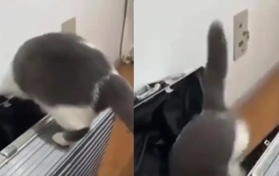 Любопитен котарак се самоопакова в куфар и разсмя мрежата ВИДЕО