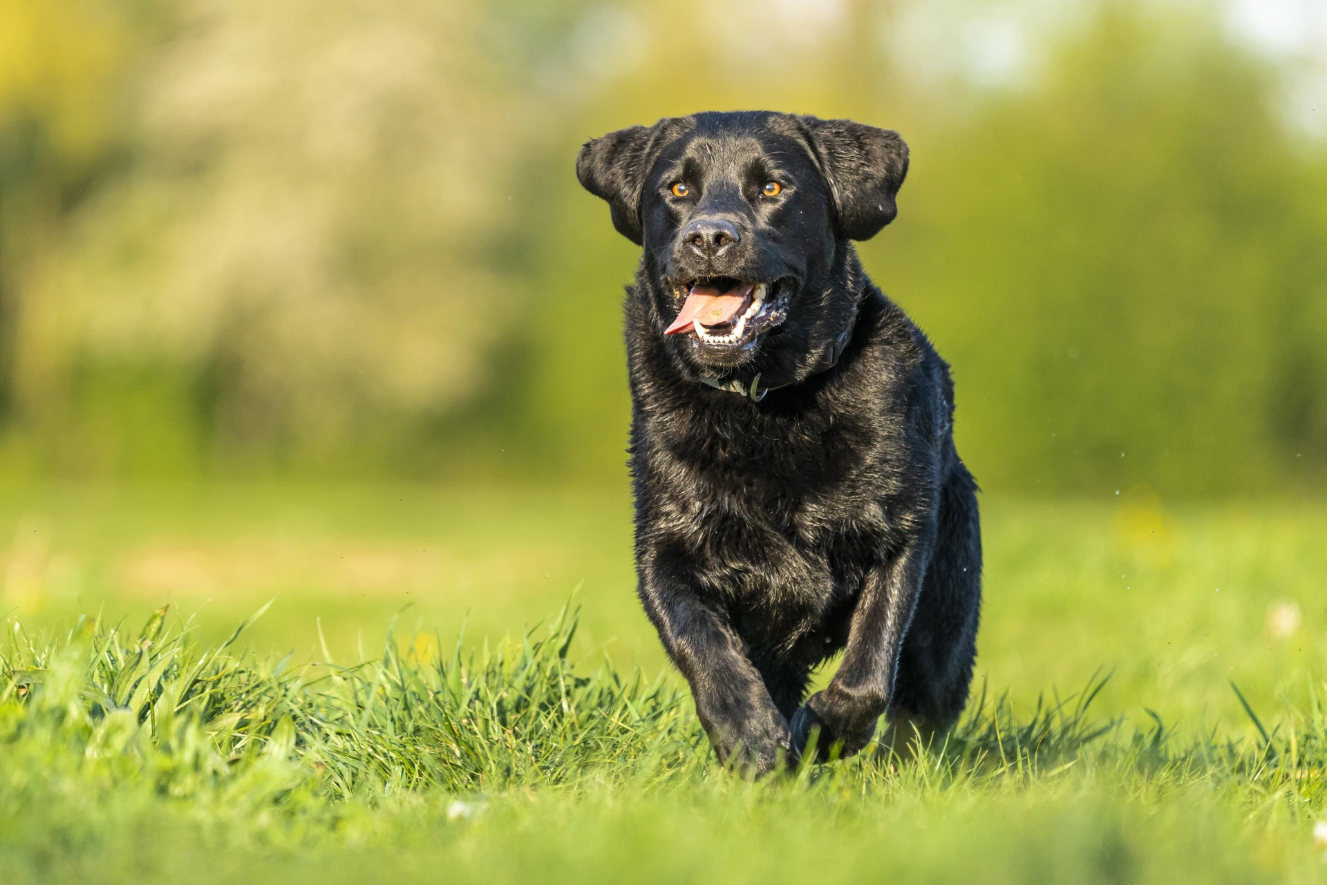 Grand Pets – първият бутиков хотел за домашни любимци в района на Банско и село Баня