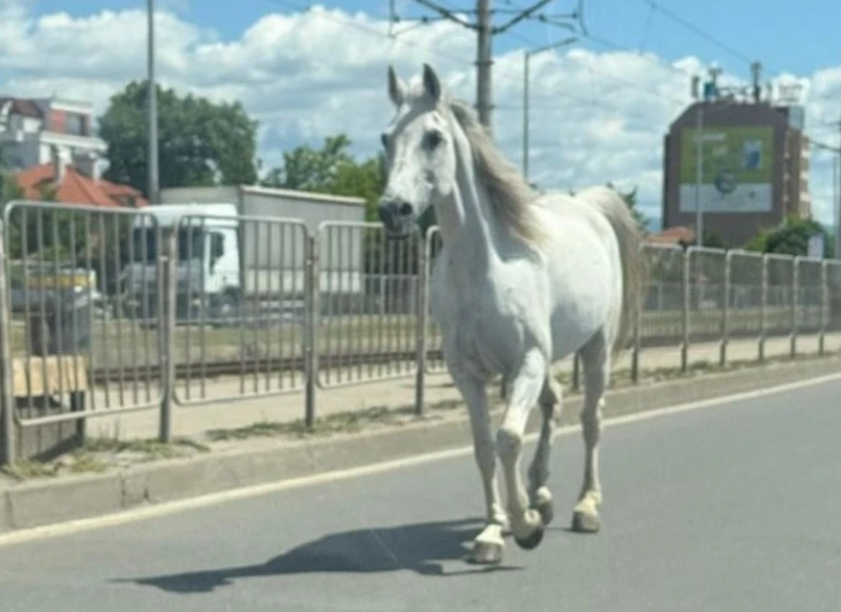 Бял кон замести автобусите от градския в София