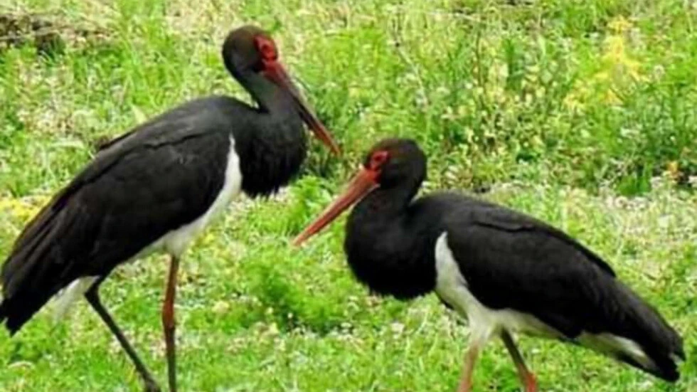 Двойка уникални птици прикова погледите на хората в Котленско 