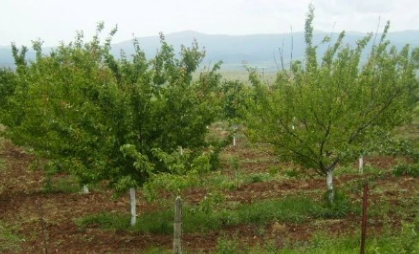 В Кюстендилско не помнят такъв кошмар от близо 80 години