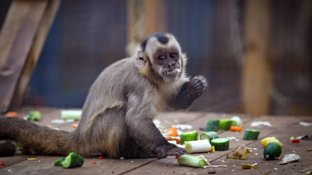 Безплатен вход в Столичния зоопарк на 1 юни за Деня на детето