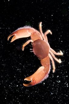 Учени откриха стотици нови морски видове