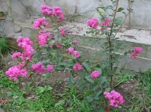 Индийски люляк цъфти и краси ямболското село Иречеково