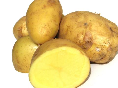 В Германия ще правят опити с генно модифицирани картофи