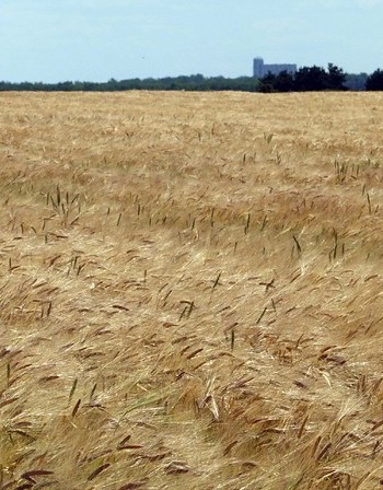 7 398 дка жито са изгорели от началото на кампанията 
