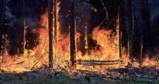 Заради 9-годишно момче изпепелени 6 декара бор 