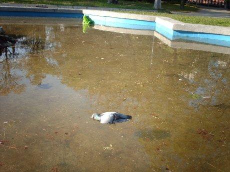 Ток удари дете в шадраван 