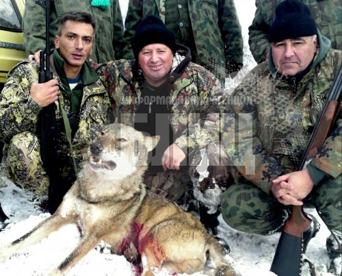 Свиленградски ловец отстреля огромен вълк